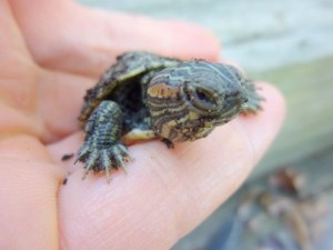 Red-Eared Sliders (Turtles) - Common Virginia Wildlife