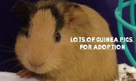 Guinea Pigs for Adoption