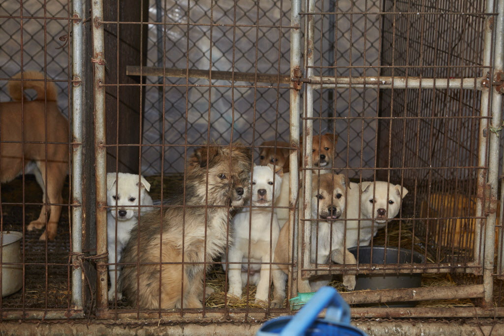 Dogs from South Korea - Alexandria Animals