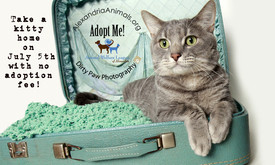 July 5th – No Fee Adoptions of Cats