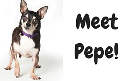 Pepe: A little dog who beat the odds