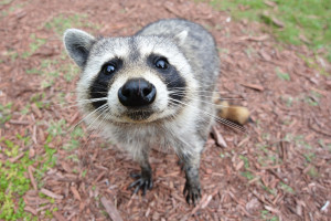 Raccoon_cute