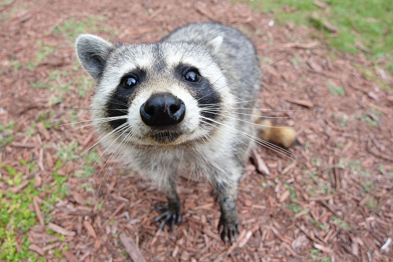 can i feed my dog raccoon