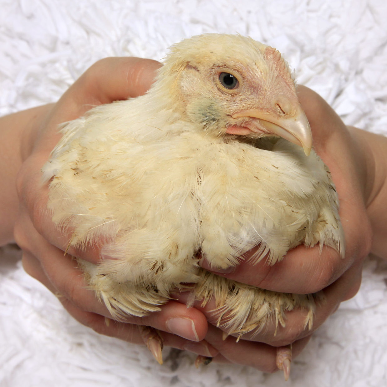One Tough Bird: Ruby's Journey from Slaughter to Shelter - Alexandria  Animals