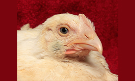 One Tough Bird: Ruby’s Journey from Slaughter to Shelter