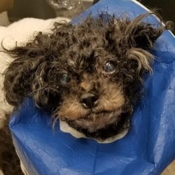 AWLA - Found in the Potomac: Dog saved by Good Samaritan