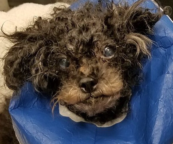 Toy Poodle Found Exhausted in Potomac River