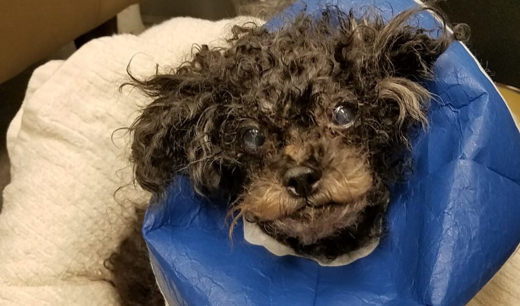 Toy Poodle  VCA Animal Hospitals