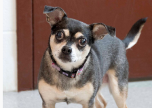 Meet Corona - Available for Adoption at AWLA (Dog)