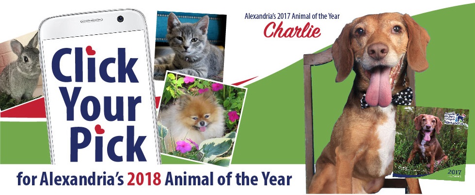 AWLA Click Your Pick - Alexandria's 2018 Animal of the Year | Calendar Contest