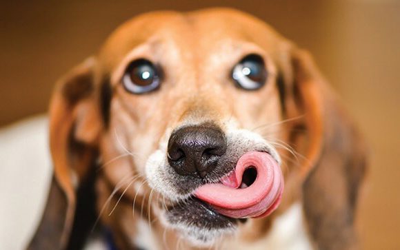 Pet Photo Contest Starts June 1st – Enter Your Pet!