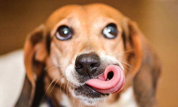 Pet Photo Contest Starts June 1st – Enter Your Pet!