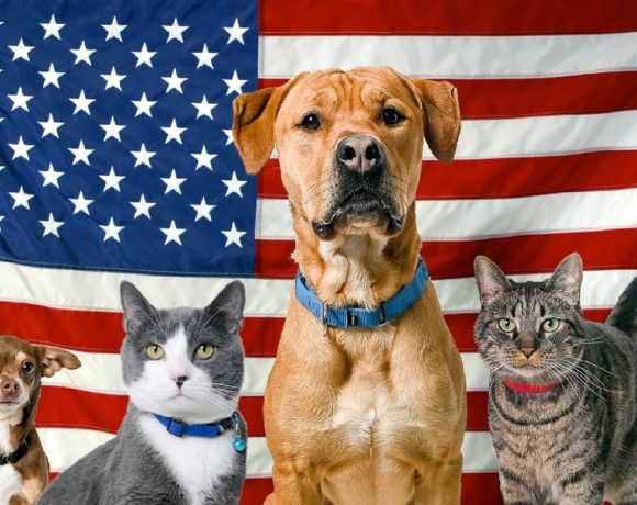 Veterans day for animals