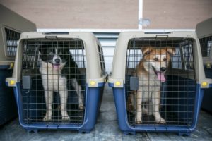 Rescued dogs from South Korea - AWLA July 2017