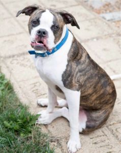 Ace the Dog - Adopt Me at AWLA (Photo courtesy of DeSilva Studios)