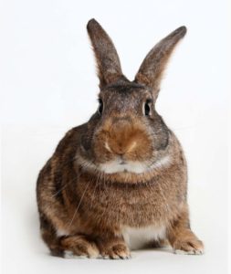 Meet Gracy - Available for Adoption at AWLA (Rabbit)