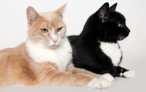 Meet Midnight and Daybreak - Available for Adoption at AWLA (Cats)