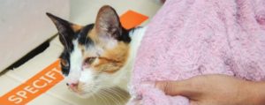AWLA - Pet Care Checklist Cat