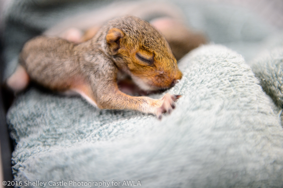 Squirrel babies - Shelley Castle Photography