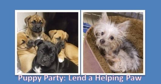 Puppy Party: Lend a Helping Paw