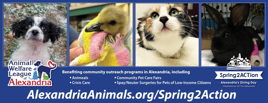 Spring2Action to Help Animals Across the City