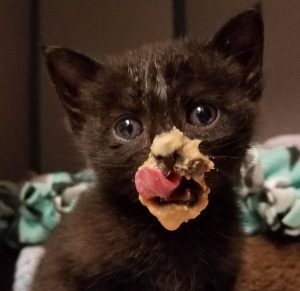 Hungry Kitten