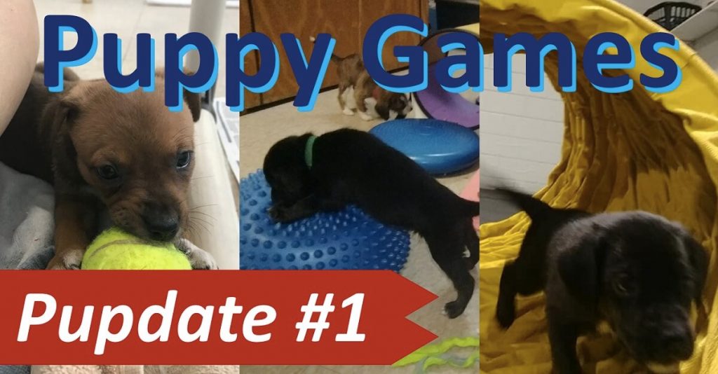AWLA Puppy Games Pupdate 1