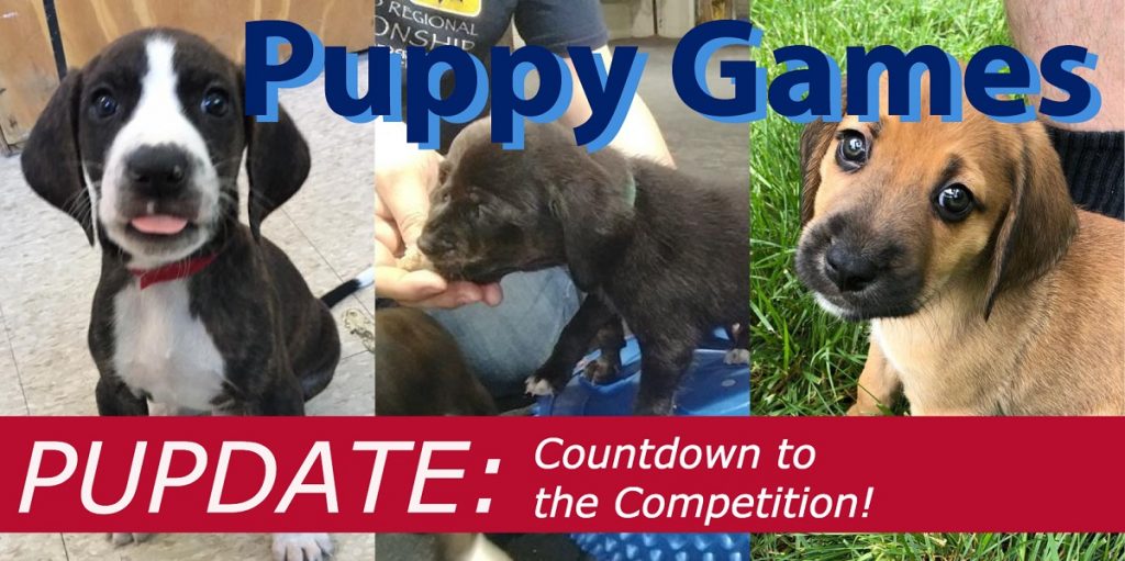 Puppy Games Pupdate #2 Countdown to the Competition