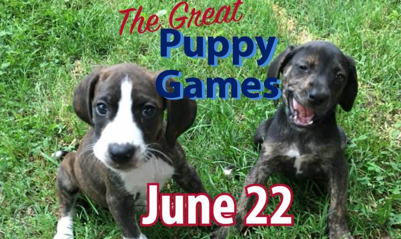 The Great Puppy Games