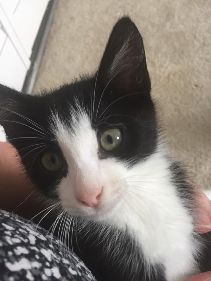 The Kittens of Kitten Season