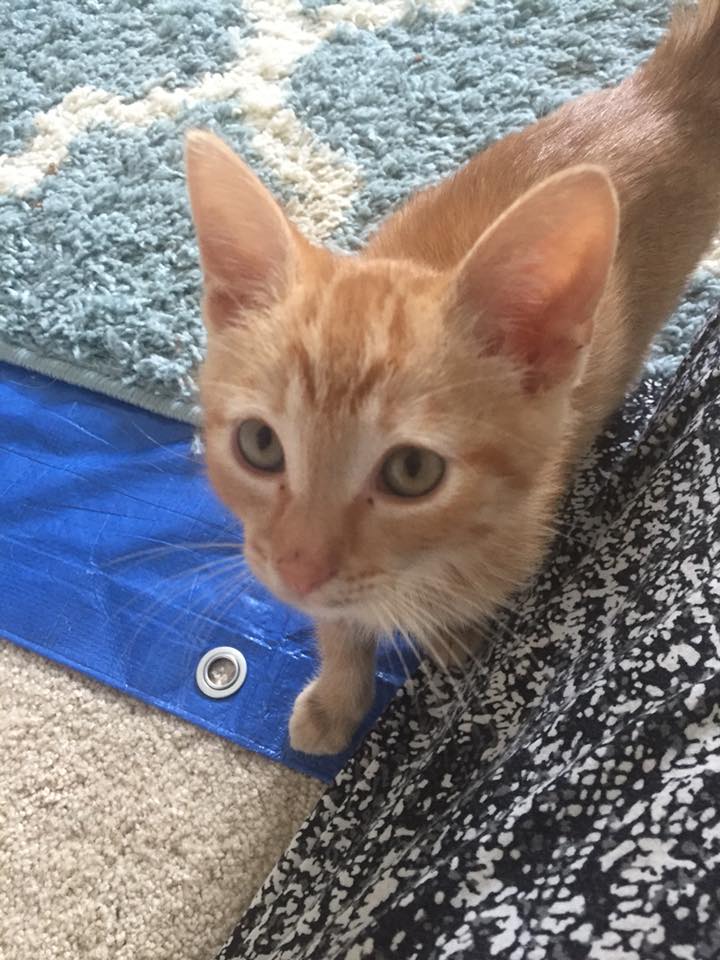 The Kittens of Kitten Season