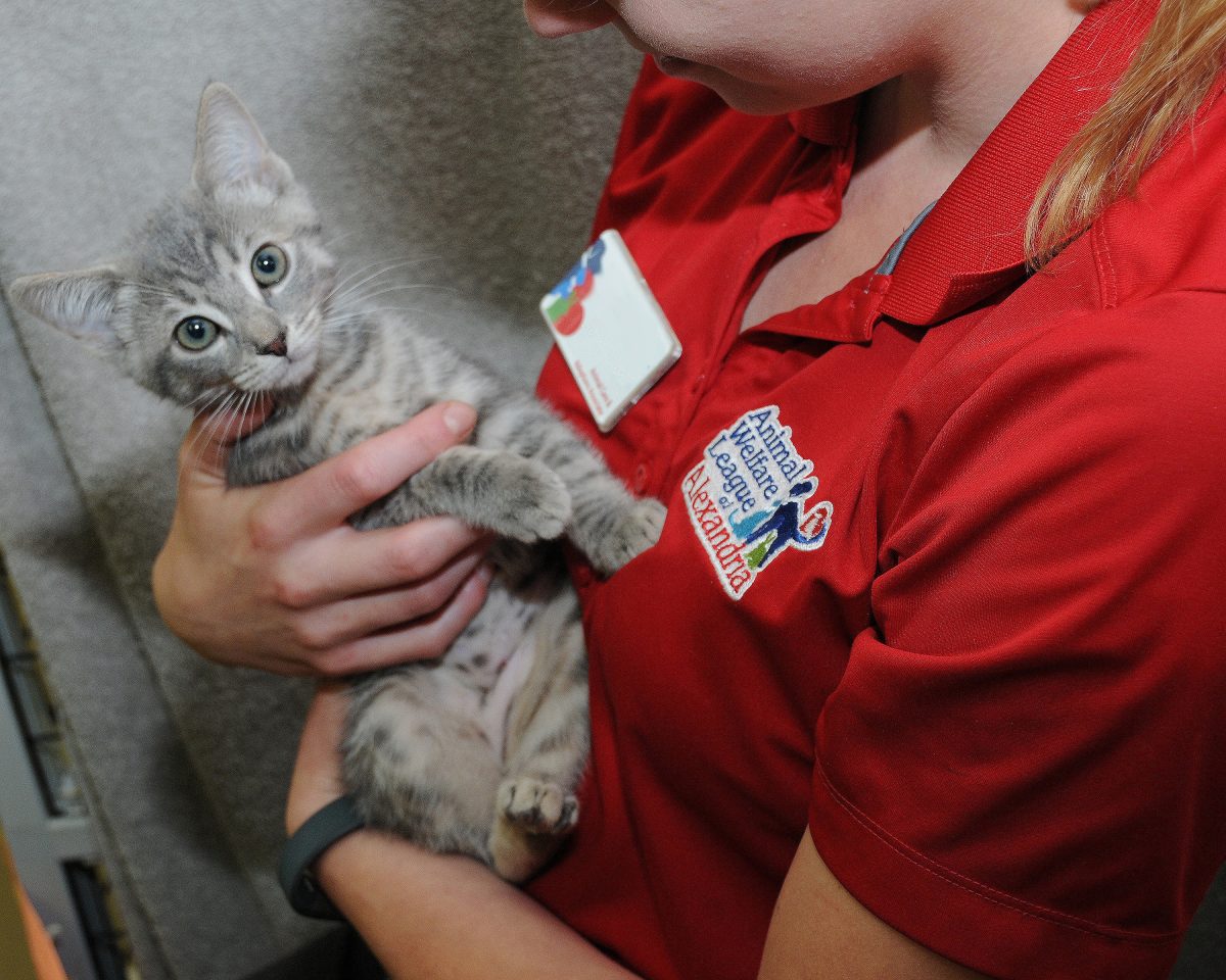 Five Things Your Local Animal Shelter Staff Want You to Know - Alexandria  Animals