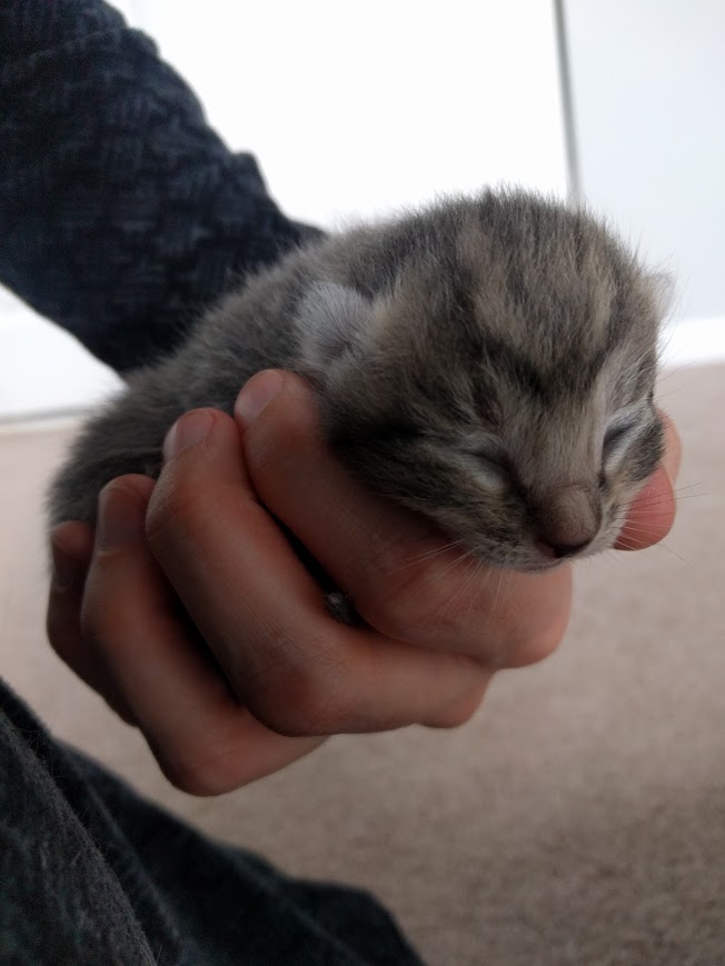 The Kittens of Kitten Season