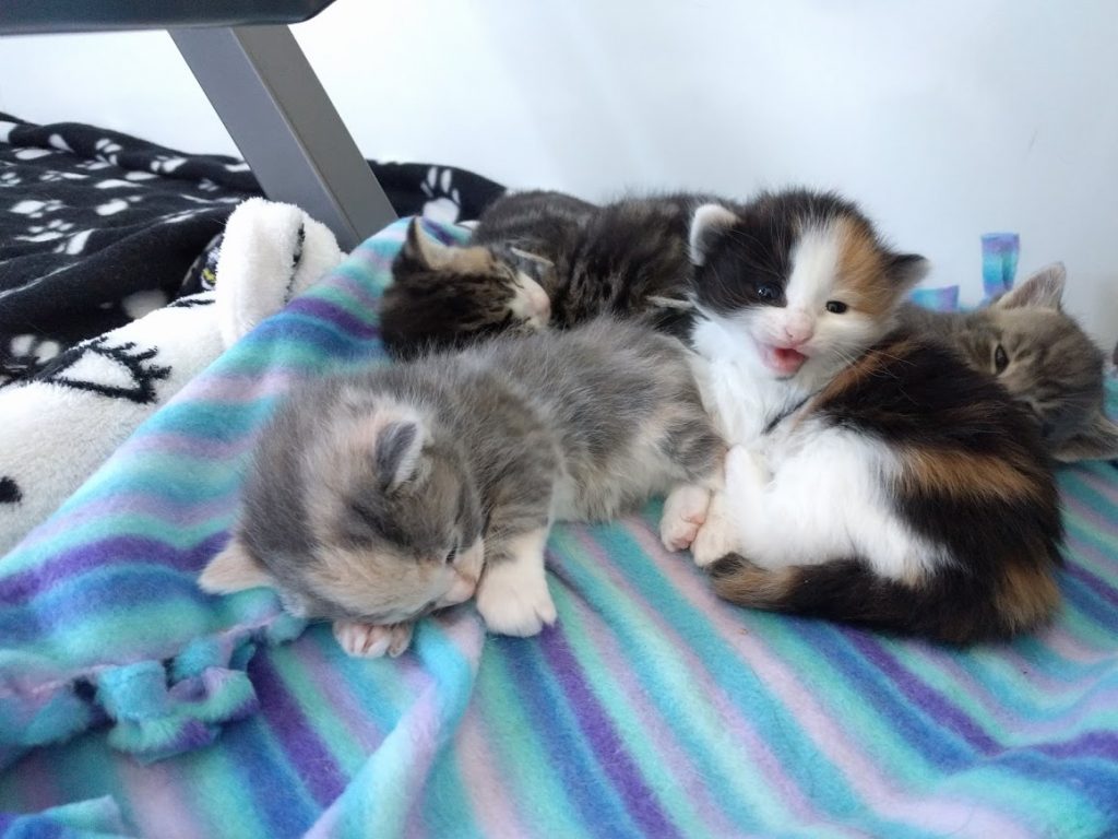 The Kittens of Kitten Season