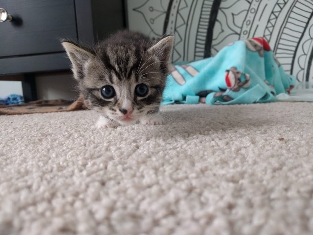 The Kittens of Kitten Season