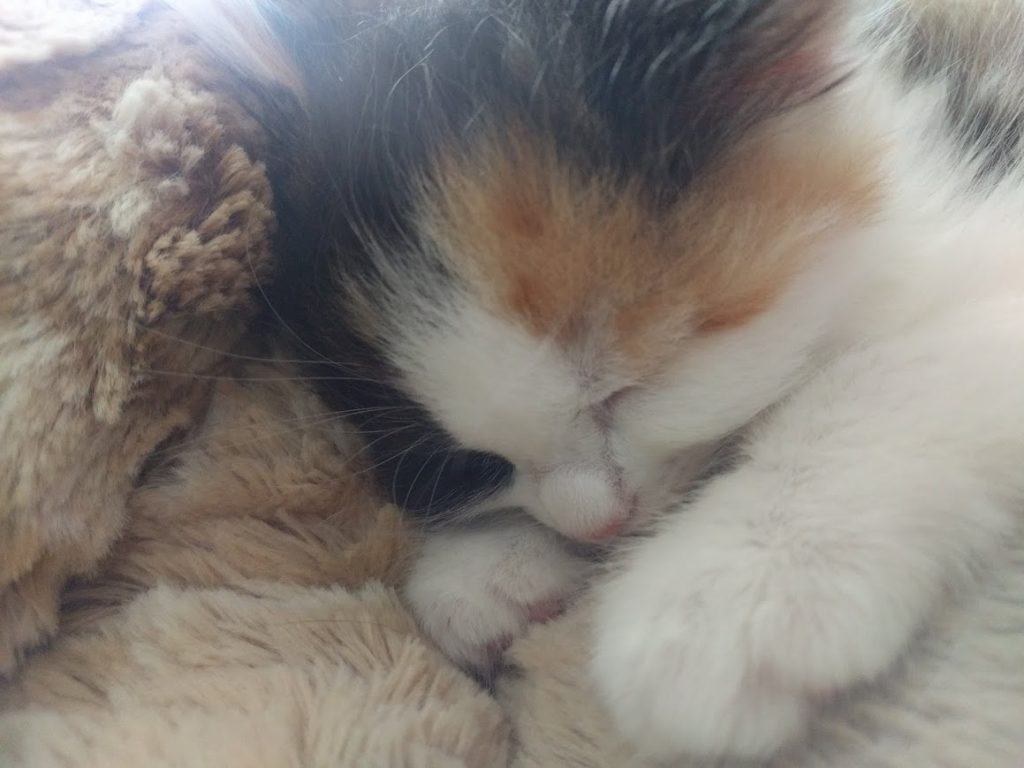The Kittens of Kitten Season