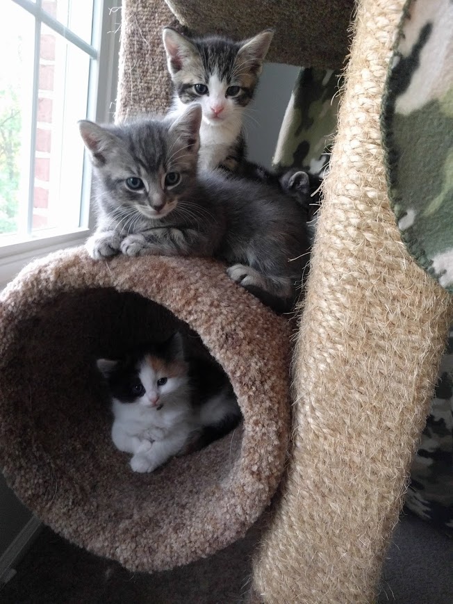 The Kittens of Kitten Season