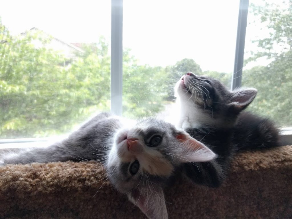 The Kittens of Kitten Season