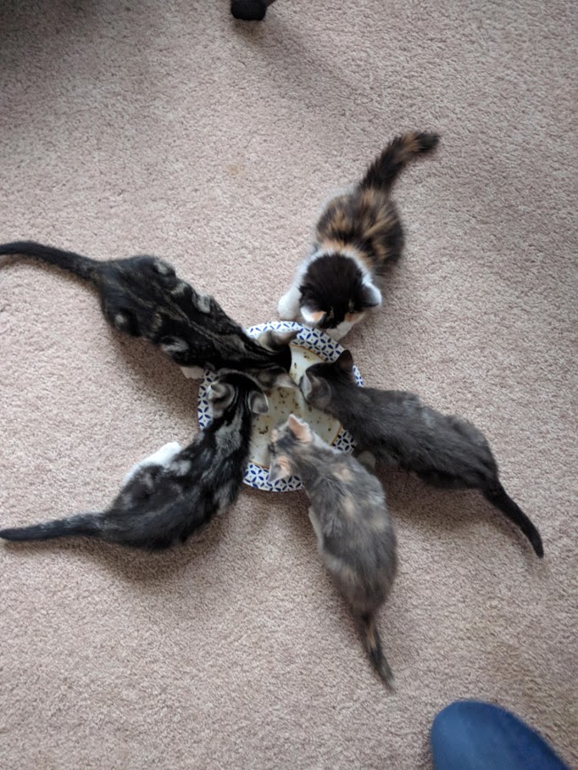 The Kittens of Kitten Season