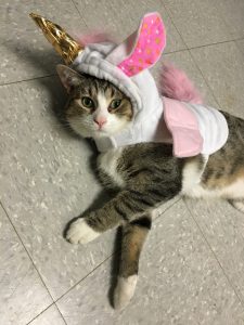 Unicorn Kitty at AWLA - Five Things Your Local Animal Shelter Staff Want You to Know