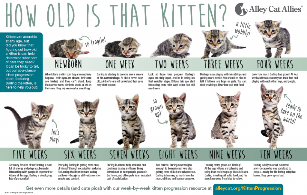 Kitten Progression - How Old is that Kitten?