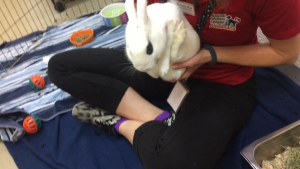 Oreo the Rabbit at AWLA