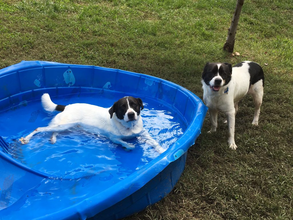 Sugar and Minnie Me in the Pool