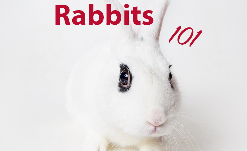 Rabbits 101