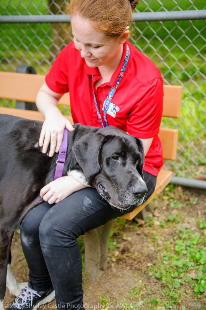 Five Things Your Local Animal Shelter Staff Want You to Know - Alexandria  Animals
