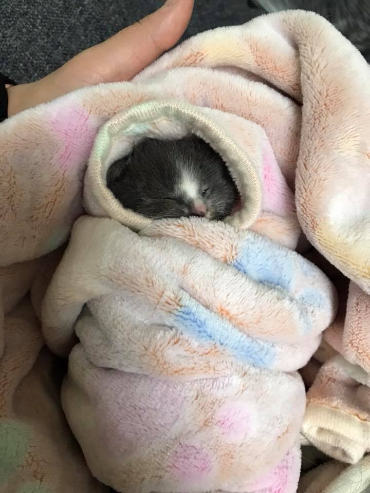 Adorable Purrito Weighing Session for Tiny Kitten