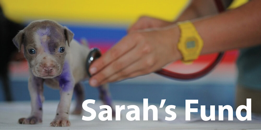 Sarah's Fund - AWLA Donation