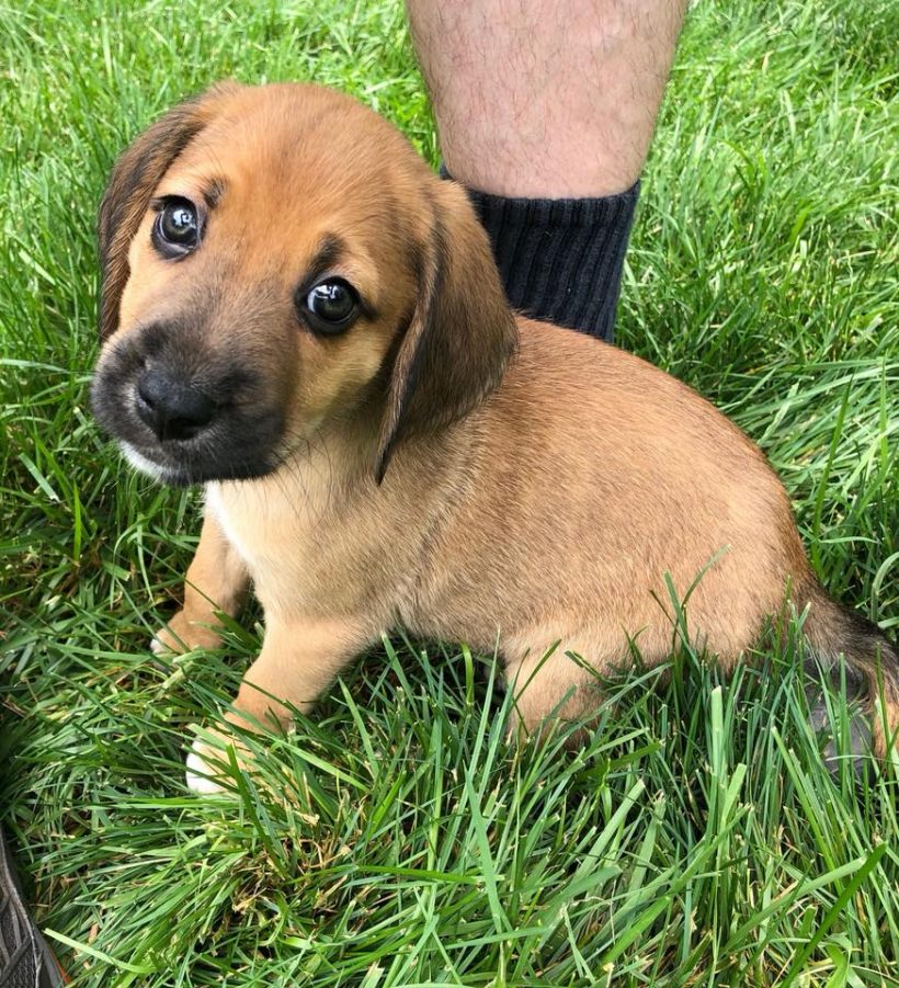 WOOFS! Gives Shelter Dogs a Place to Learn and Grow