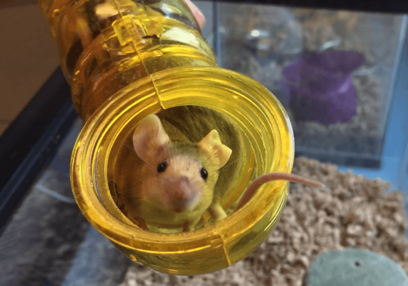 Mice 101 Alexandria Animals