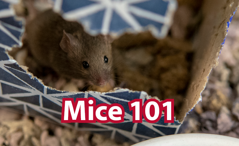 Mice 101